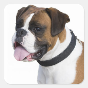 Sticker Carré Bonjour chiot Boxer marron et blanc