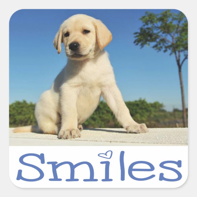 Sticker Carré Bonjour Sourires Jaune Labrador Retriever Chien Ch (Devant)