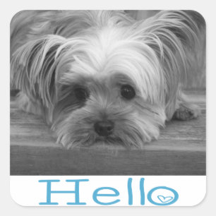 Sticker Carré Bonjour Yorkshire Terrier Puppy Chien Sticking