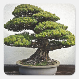 Sticker Carré Bonsai de pin blanc japonais