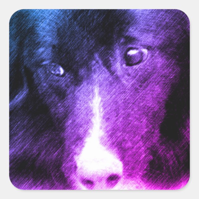 Sticker Carré Bordure noire Collie Art animal (Devant)