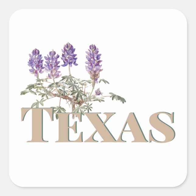 Sticker Carré Botanique Texas Bluebonnet 2 (Devant)