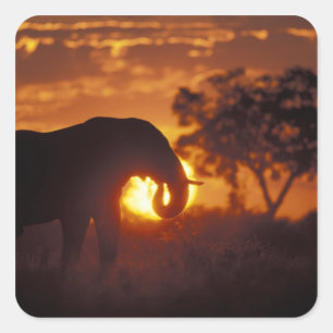 Sticker Carré Botswana, parc national de Chobe, éléphant mâle