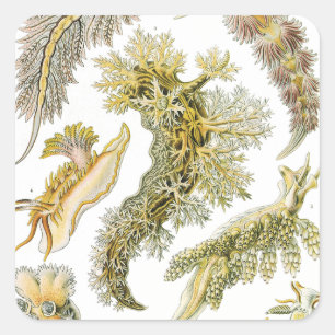 Sticker Carré Boues de mer par Ernst Haeckel, Nudibranchia Vinta