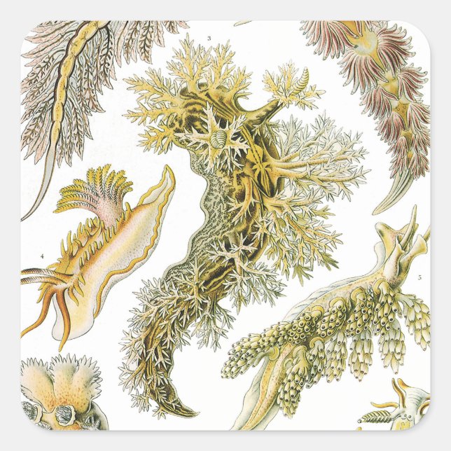 Sticker Carré Boues de mer par Ernst Haeckel, Nudibranchia Vinta (Devant)
