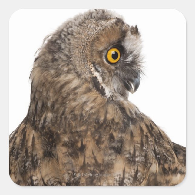 Sticker Carré Boule-hibou eurasien - Boucles d'Otus (2 mois) (Devant)
