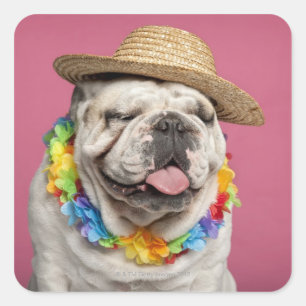 Sticker Carré Bouledogue anglais (18 mois) portant une paille