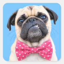 Bouledogue portant un nœud rose