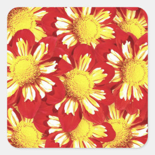 Sticker Carré Bouquet Dahlia - rouge et blanc avec jaune