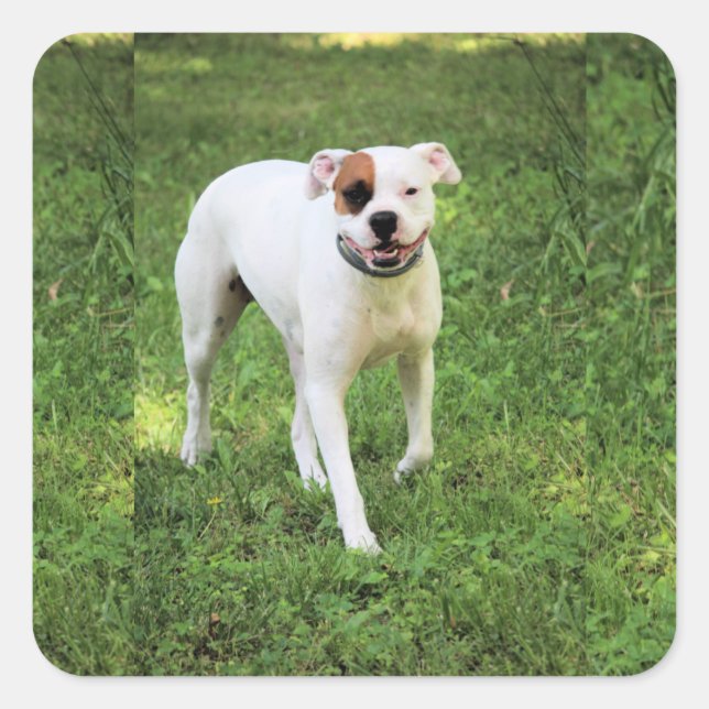 Sticker Carré Boxer (Devant)