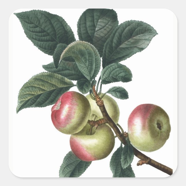STICKER CARRÉ BRANCHE APPLE (Devant)