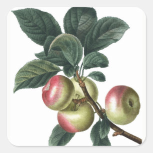 STICKER CARRÉ BRANCHE DE POMMES