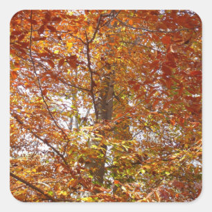 Sticker Carré Branches de la nature d'automne Feuille orange