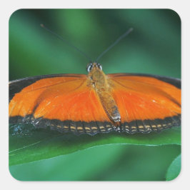 Sticker Carré Bright Orange and Black Butterfly on Leaf