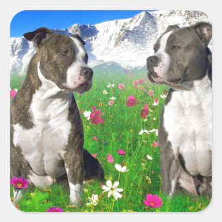 Sticker Carré Brindle & Blue Staffordshire & Pit Bull Dogs