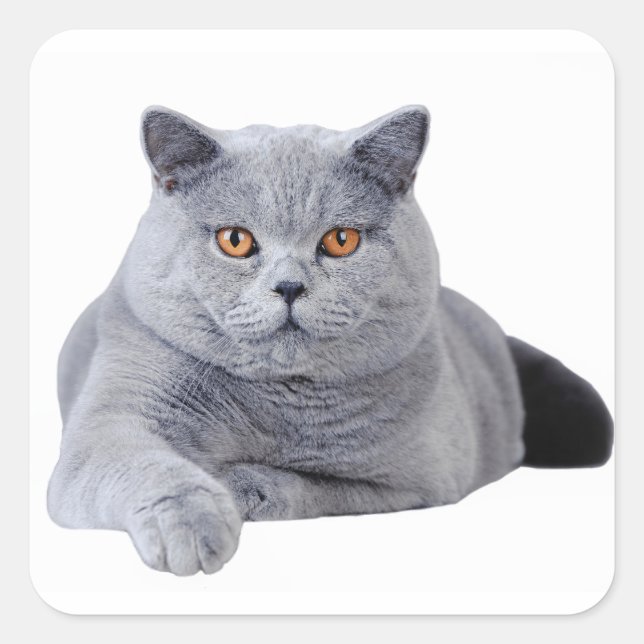 Sticker Carré British shorthair (Devant)