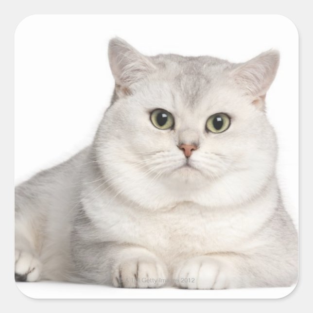 Sticker Carré British Shorthair (2 ans) devant (Devant)
