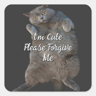 Sticker Carré British Shorthair Cat Kitty sur le dos Carte d'exc