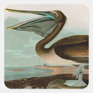 Sticker Carré Brown Pelican Birds of America Audubon Imprimer