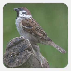 Sticker Carré Bruant d'arbre eurasien