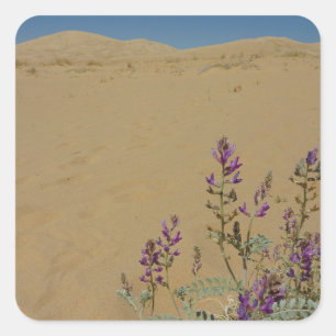 Sticker Carré Buisson d'indigo du Mojave et dunes de Kelso