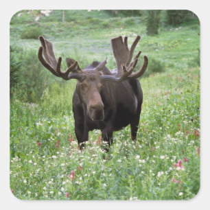 Sticker Carré Bull moose Alces alces) en fleur sauvage,