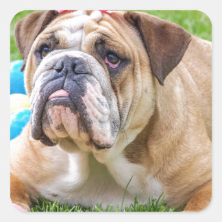 Sticker Carré Bulldog mignon animal de Pâques chien Hundeportrai