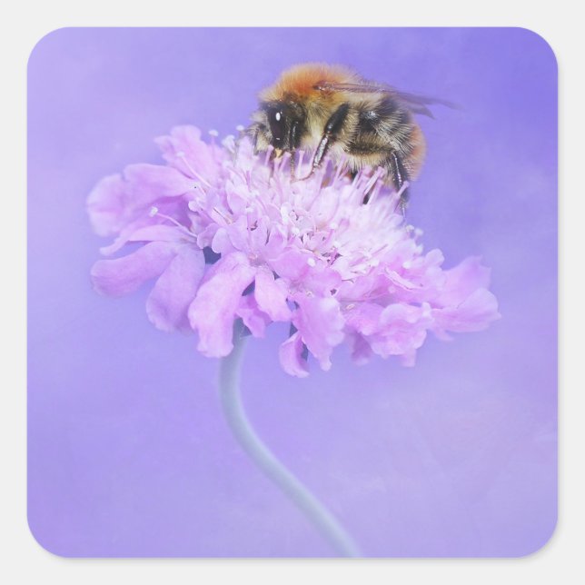 Sticker Carré Bumble Bee perché sur une fleur rose (Devant)