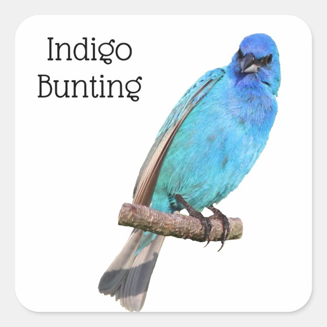 Sticker Carré Bunting Indigo (Devant)