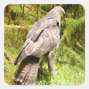 Sticker Carré Buse curieuse à la chasse aux vers de terre Faune 