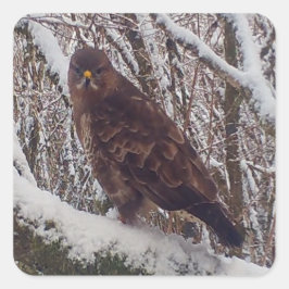 Sticker Carré Buzzard sur la branche de neige