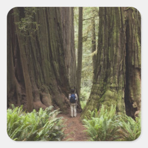 Sticker Carré CA, parc d'État de Redwoods Jedediah Smith,