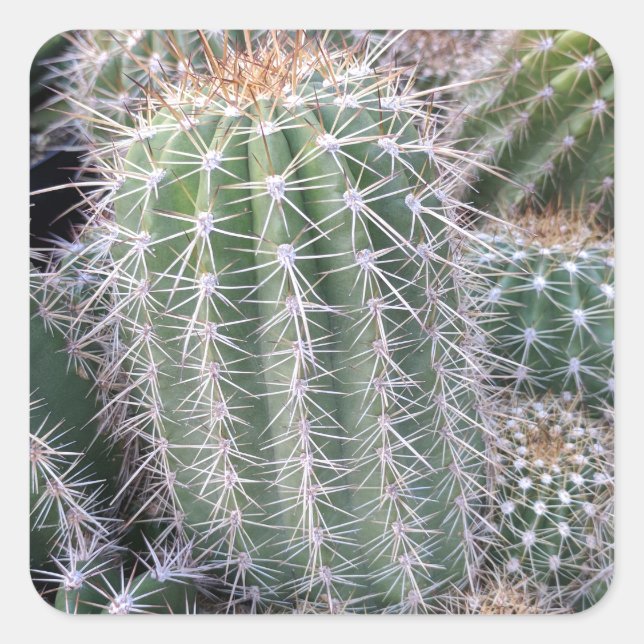 Sticker Carré Cactus (Devant)