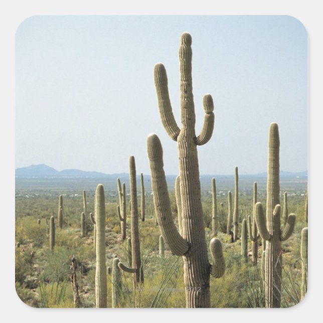 Sticker Carré Cactus dans le Parc National du Saguaro, Arizona 2 (Devant)