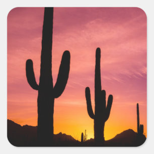 Sticker Carré Cactus du Saguaro au lever du soleil, Arizona
