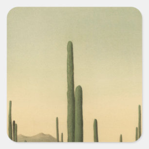 Sticker Carré Cactus grove, Arizona