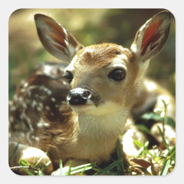 Sticker Carré Cadeaux de cerfs de bébés (Devant)