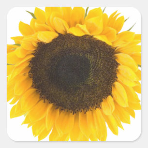 Sticker Carré Cadeaux de tournesol