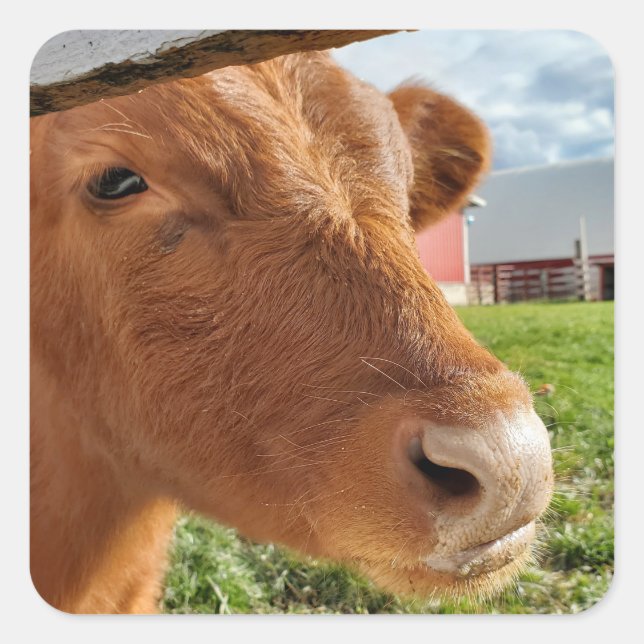 Sticker Carré Calf (Devant)