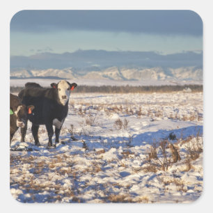 Sticker Carré calgary, alberta, canada