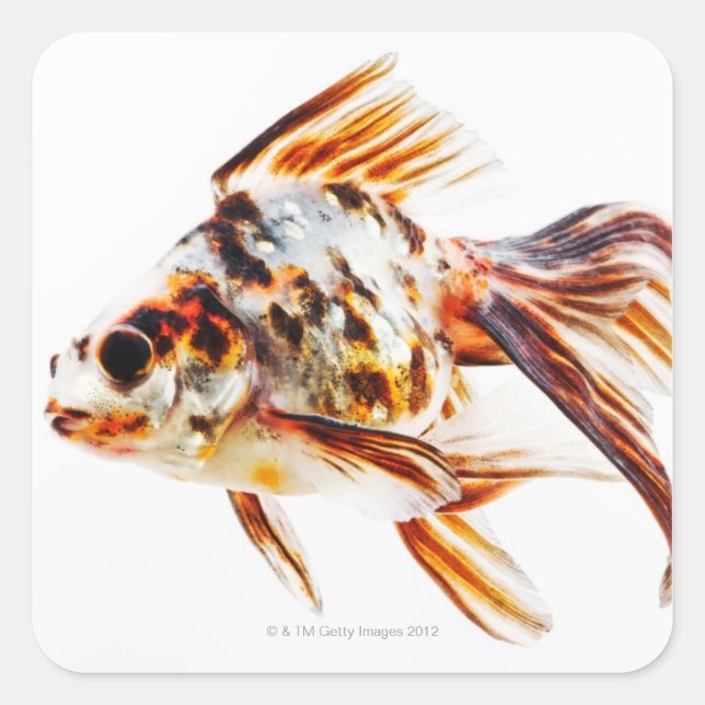 Sticker Carré Calico Fantail Comet poisson rouge (Devant)