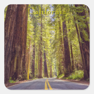 Sticker Carré California Avenue of the Giants 