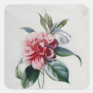 Sticker Carré Camellia
