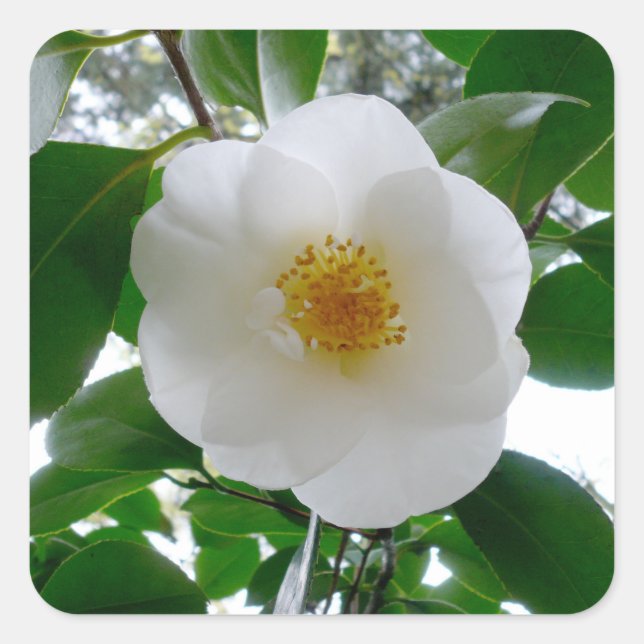 Sticker Carré Camellia blanche (Devant)
