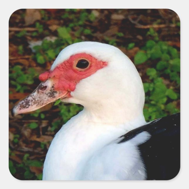 Sticker Carré Canard à muscovy (Devant)