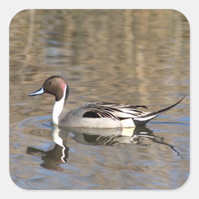 Sticker Carré Canard À Pintail Nage Dans Un Étang (Devant)