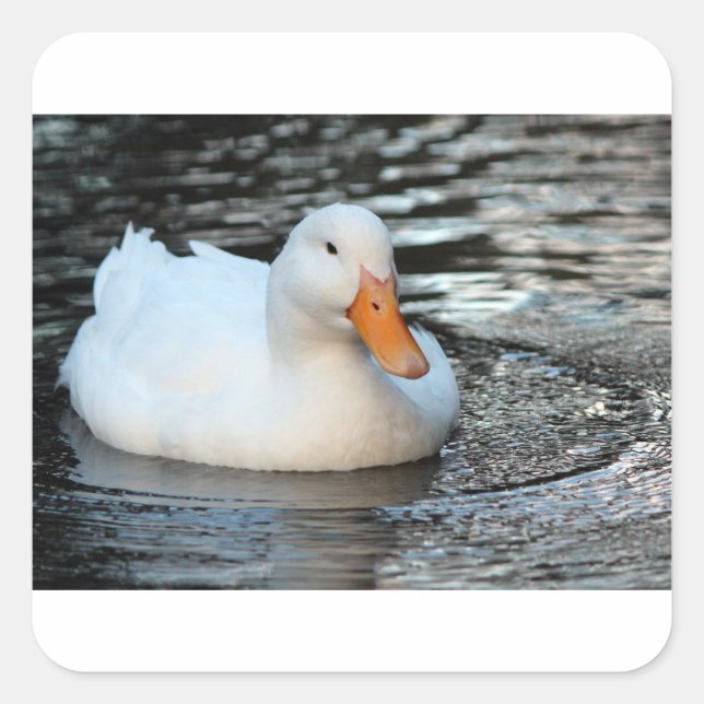 Sticker Carré Canard blanc nageant dans une crique (Devant)