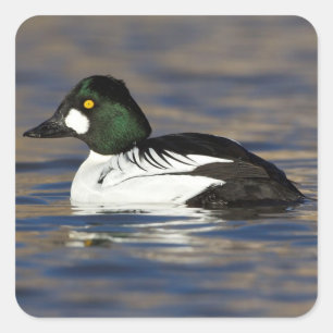 Sticker Carré Canard de l'oeil d'or mâle