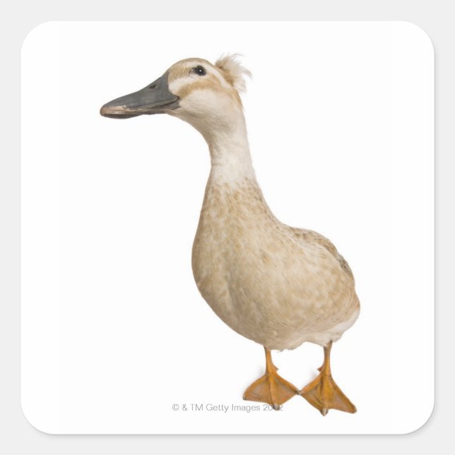 Sticker Carré Canard de race féminine, 3 ans (Devant)