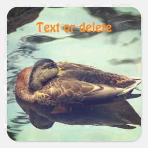 Sticker Carré Canard endormi Nature personnalisée